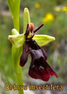 Ophrys